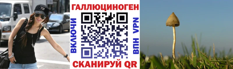 Галлюциногенные грибы Psilocybine cubensis  Приволжский 